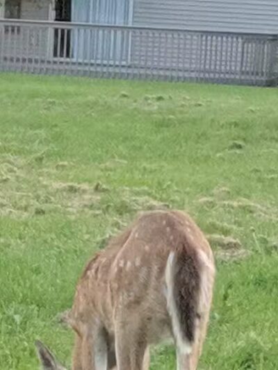 Cranbrook Park - Ann Arbor,