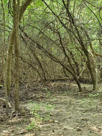 Cranbrook Park - Ann Arbor,