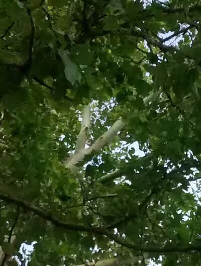 Creal Park - Ann Arbor,