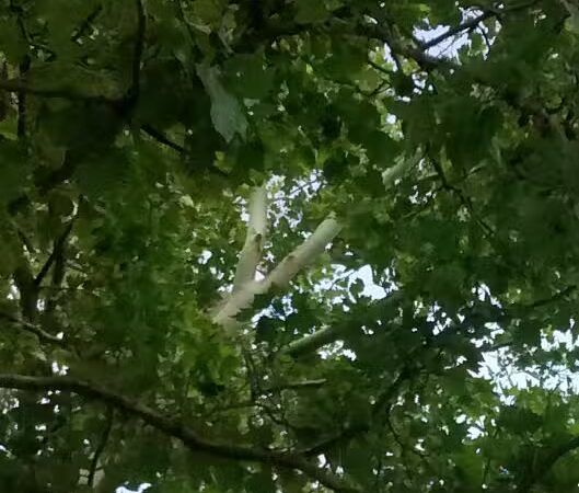 Creal Park - Ann Arbor,