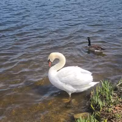 Gallup Park - Ann Arbor,