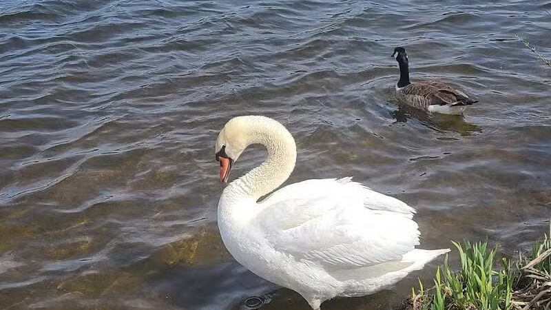 Gallup Park - Ann Arbor,