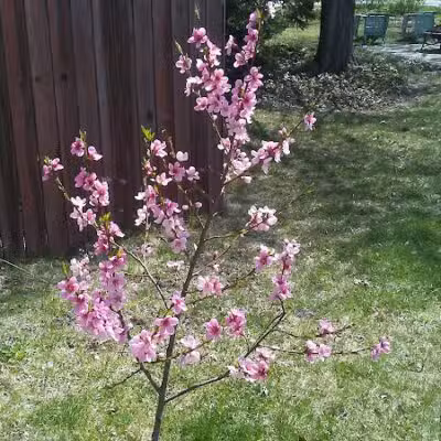 Garden Homes Park - Ann Arbor,