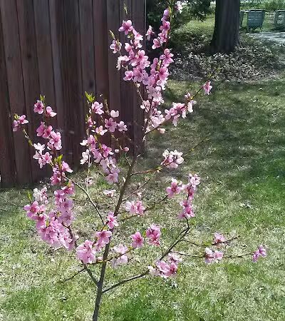 Garden Homes Park - Ann Arbor,
