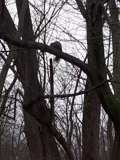 Garden Homes Park - Ann Arbor,