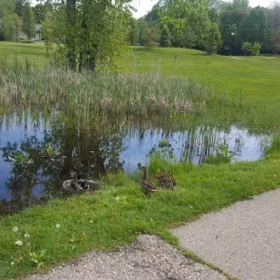 Garden Homes Park - Ann Arbor,