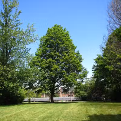 Greenbrier Park - Ann Arbor,