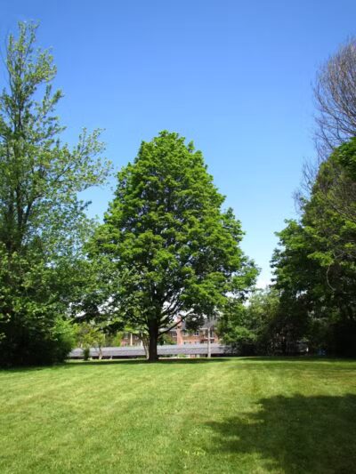 Greenbrier Park - Ann Arbor,