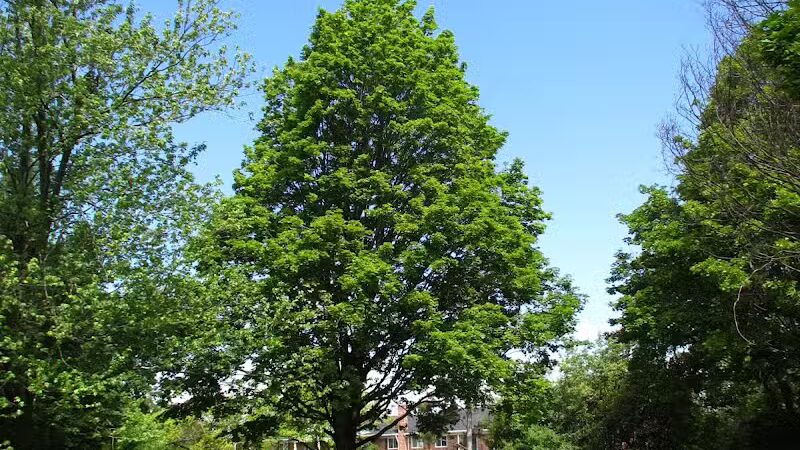 Greenbrier Park - Ann Arbor,