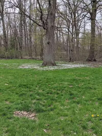 Hollywood Park - Ann Arbor,