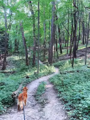 Bird Hills Nature Area - Ann Arbor,