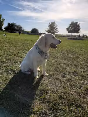 Swift Run Dog Park - Ann Arbor, MI