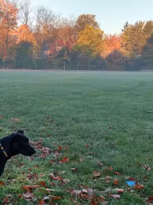 Virginia Park - Ann Arbor,