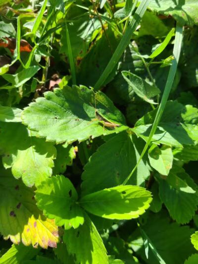 Northside Park - Ann Arbor,