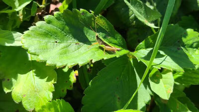 Northside Park - Ann Arbor,