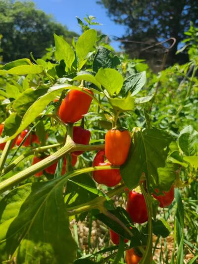Northside Park - Ann Arbor,