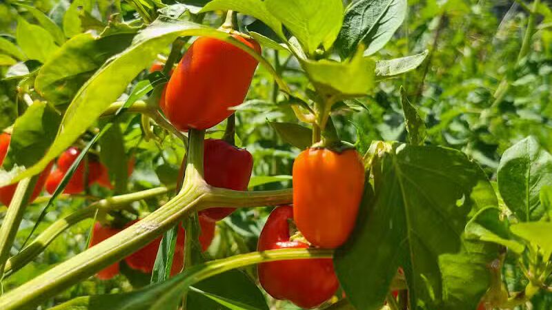 Northside Park - Ann Arbor,