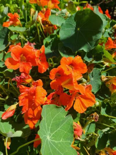 Northside Park - Ann Arbor,