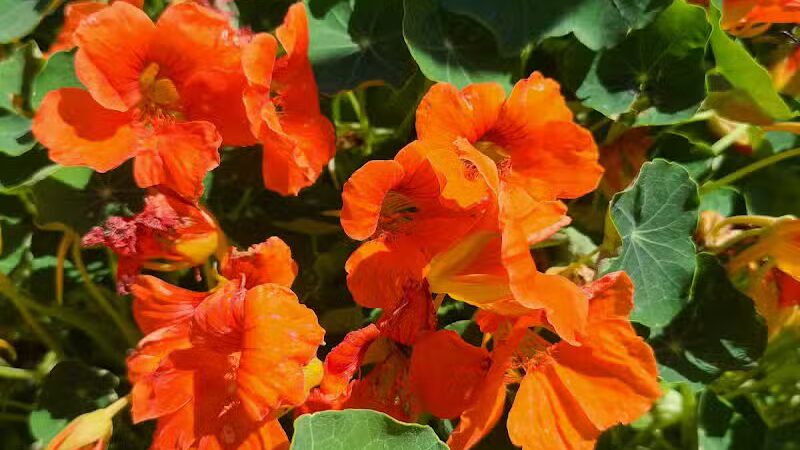 Northside Park - Ann Arbor,