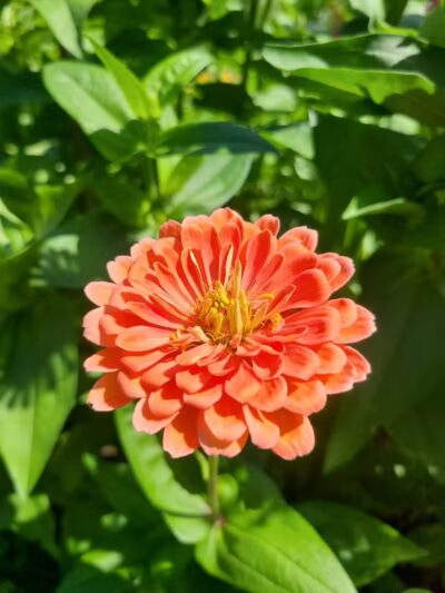 Northside Park - Ann Arbor,