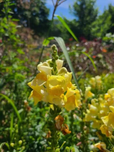 Northside Park - Ann Arbor,