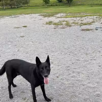 Olson Dog Park - Ann Arbor,