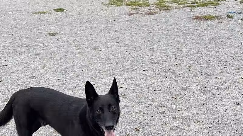 Olson Dog Park - Ann Arbor,