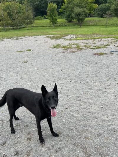 Olson Dog Park - Ann Arbor,