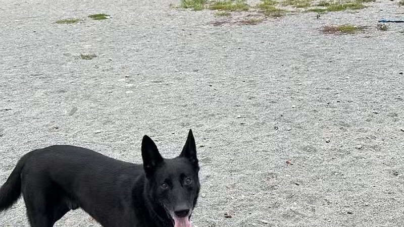 Olson Dog Park - Ann Arbor,