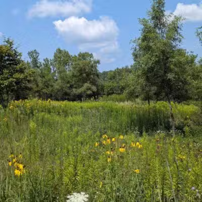 Olson Park - Ann Arbor,