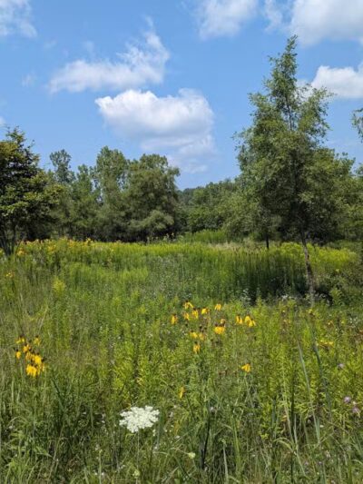 Olson Park - Ann Arbor,