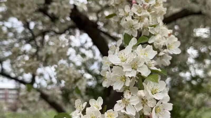 Riverside Park - Ann Arbor,