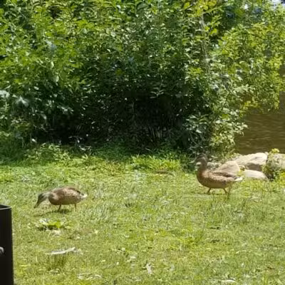 Riverside Park - Ann Arbor,