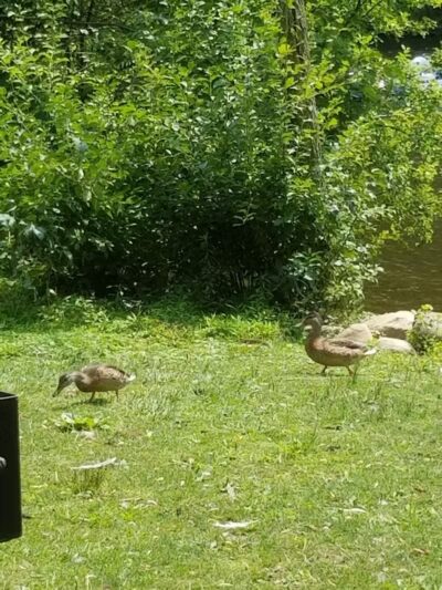 Riverside Park - Ann Arbor,