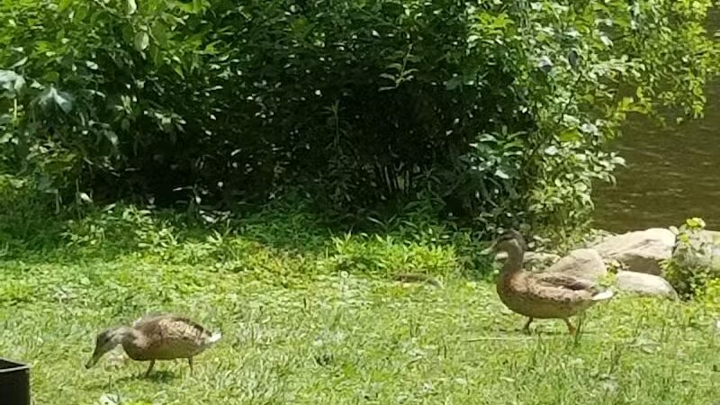 Riverside Park - Ann Arbor,