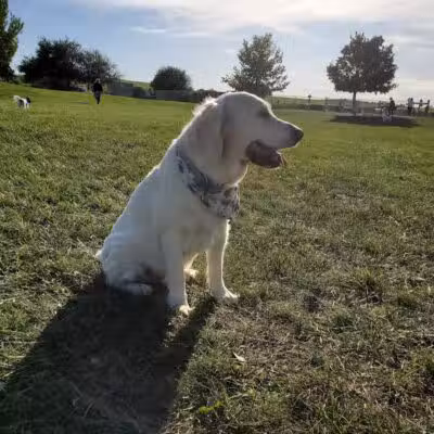 Swift Run Dog Park - Ann Arbor, MI