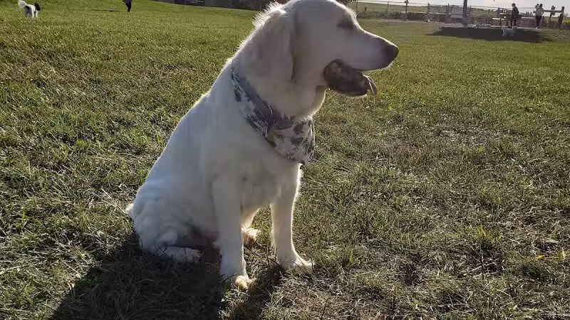 Swift Run Dog Park - Ann Arbor, MI