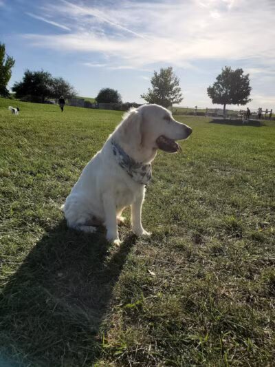 Swift Run Dog Park - Ann Arbor, MI