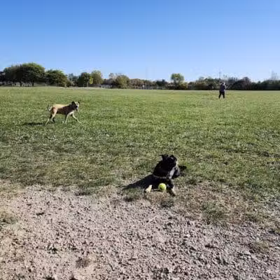 Swift Run Dog Park - Ann Arbor, MI