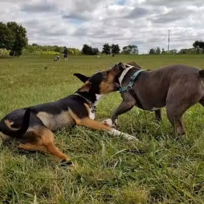 Swift Run Dog Park - Ann Arbor, MI