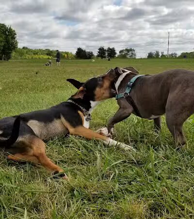 Swift Run Dog Park - Ann Arbor, MI
