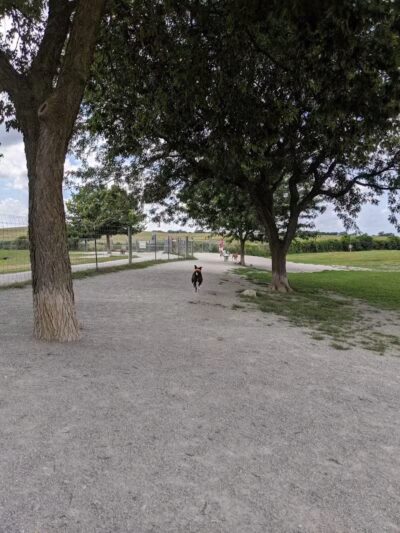 Swift Run Dog Park - Ann Arbor, MI