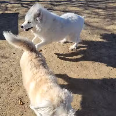 Swift Run Dog Park - Ann Arbor, MI
