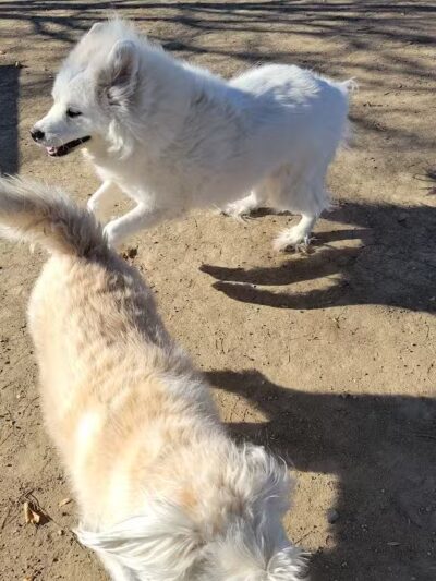 Swift Run Dog Park - Ann Arbor, MI