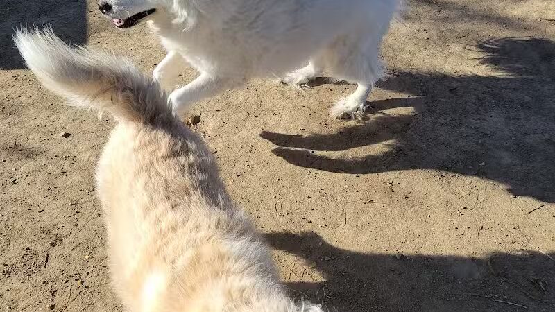 Swift Run Dog Park - Ann Arbor, MI