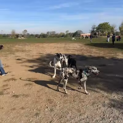 Swift Run Dog Park - Ann Arbor, MI