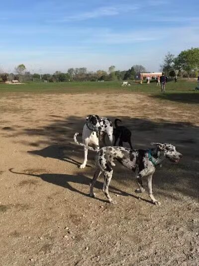 Swift Run Dog Park - Ann Arbor, MI