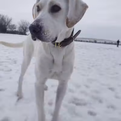 Swift Run Dog Park - Ann Arbor, MI