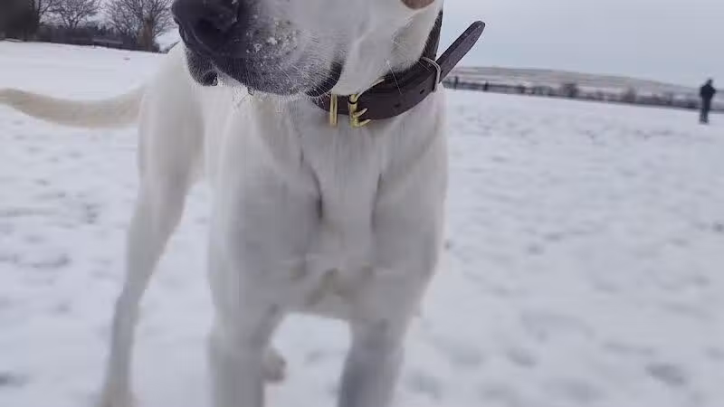 Swift Run Dog Park - Ann Arbor, MI