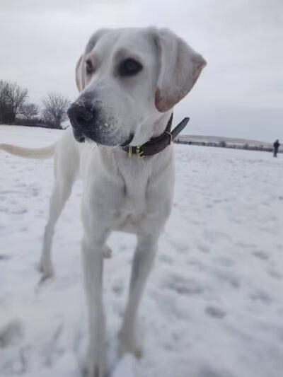 Swift Run Dog Park - Ann Arbor, MI